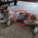 이웃집 동물병원 이미지