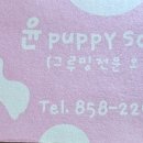 윤애견미용 이미지