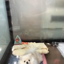 내일더예쁘개 이미지