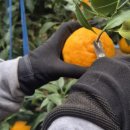 미나농장 이미지