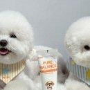 라니펫