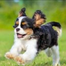 멍멍이발바닥 이미지