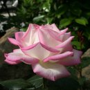 부여(외산)-6 이미지