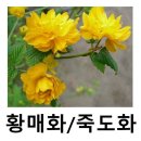 죽도회