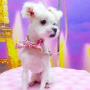 퍼피 투게더 이미지