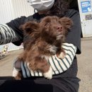 쏘큐트 펫살롱 | [부산동물보호센터] 유기견봉사후기 2026.2 ②