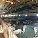 돼지농장 이미지