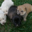 아기강아지 이미지