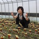 장수버섯 이미지