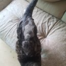 샤도캣 | 샤도캣 고양이 출장미용 후기