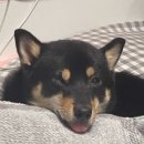 포포(For paw) 이미지