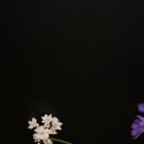 오묘한블루 이미지