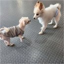 하루호텔 | 울산 애견호텔에서 만난 편안한 하루 캐슬 애견호텔 애견유치원 후기