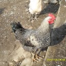 비학농장 이미지