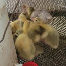 서오산농장 네이버블로그