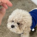 밥스빌리지