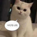 그랑핸드 핸드크림 수지 살몬 카카오톡 선물하기 구매 후기