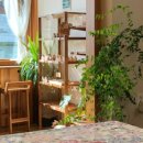 제주독채펜션돌담감성숙소밭담점 이미지