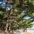 송림톱밥 이미지