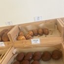 꼬솜(kkosom) 이미지