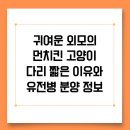 귀여운 외모의 먼치킨 고양이 다리 짧은 이유와 유전병 분양 정보