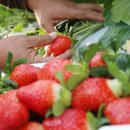 김경현농장 이미지