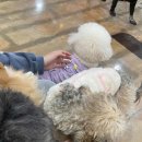 함께할개 사랑할개 이미지