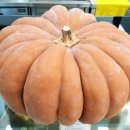 허니홀식당 이미지