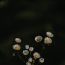 헤어리치 이미지