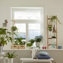 그린인테리어 홈가드닝 이미지