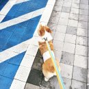 모스트 핏 운동센터 | 강아지 독피트니스 독핏 웰니스센터 DogFit 운동 후기