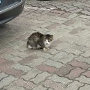 제주도화 | 세종 조치원 카페: 제주도화 , 제주 느낌 가득한 고복저수지 인근 카페 추천