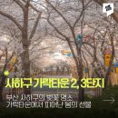 가락2,3단지 | 부산사하구 벚꽃명소 가락타운 2,3단지 아파트를 소개합니다.