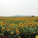 [전북 고창] 해바라기밭에서 외로움을 느끼다~! 이미지