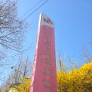 SK인천석유화학 벚꽃동산 첫날 방문 후기 개화 실시간 개방기간 주차 산책코스 시간 인천 벚꽃명소