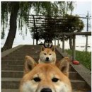 다단