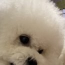 개바라기 이미지