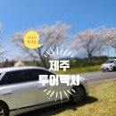 제주투어택시, 제주도 택시 기사 일일 관광, 봄 여행지 가시리 녹산로 벚꽃 드라이브
