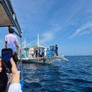 거북이 | 보홀 바다거북이 발리카삭 호핑투어 후기