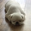 임옥빈 그루밍 네이버블로그