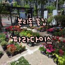 행복나무유치원 | [대구 본리동 꽃집] 어버이날 호접란 골랐던 파라다이스 꽃배달 찐 후기 🌿