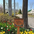 파란하늘인쇄기획 | [피나클랜드] 아산 피나클랜드 튤립축제🌷 내돈내산 솔직 후기