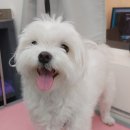 이뻐진개 이미지