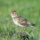 종달새 이미지
