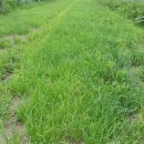 충성농장 이미지