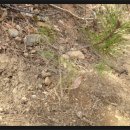 금송농장2 이미지