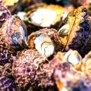 고흥의 하루 이미지