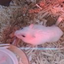 보성통증동물병원 이미지