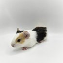 와우펫앤쥬 김해점 이미지