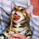 덕수파스타세종정부청사점 | 덕수파스타 세종정부청사점, 어진동맛집 다녀온 후기